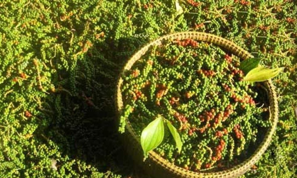 Características de la mejor pimienta del mundo
