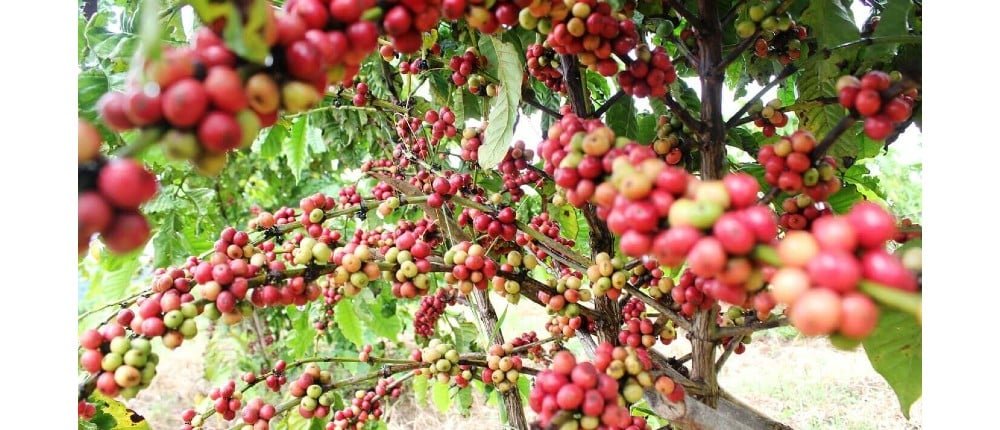 ¿Camboya también cultiva Café?